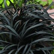 Ophiopogon planiscapus Niger / Feketelombú kigyószakáll
